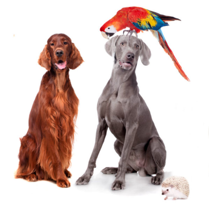 Two Dogs